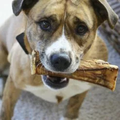 Master Paws® 7" Center Bone Dog Chew -Master Paws Sales Store 2531866 wDog