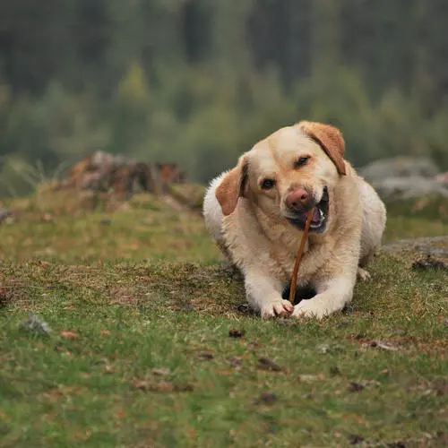 Master Paws 12" Bully Sticks Dog Chews - 4 Pack 5 Master Paws 12" Bully Sticks Dog Chews - 4 Pack - Image 3